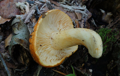 Lactarius croceus