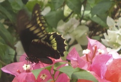 Battus polydamas polydamas