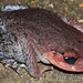 Pope's Spiny Toad - Photo (c) Yu Ching Tam, some rights reserved (CC BY-NC-ND), uploaded by Yu Ching Tam
