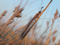 Macronemurus appendiculatus
