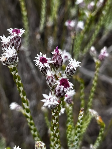 Lachnospermum imbricatum, photograph 5