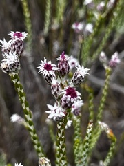 (c) Sean Privett, some rights reserved (CC BY-SA) Lachnospermum imbricatum, photograph (c) Sean Privett, some rights reserved (CC BY-SA)