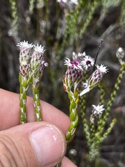 Lachnospermum imbricatum, photograph (c) Sean Privett, some rights reserved (CC BY-SA)