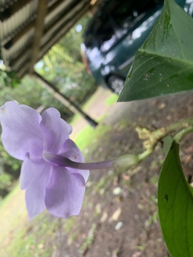 Foto de Manacá-de-cheiro