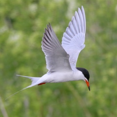 Forster's Tern photo 5