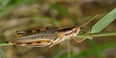 Melanoplus packardii