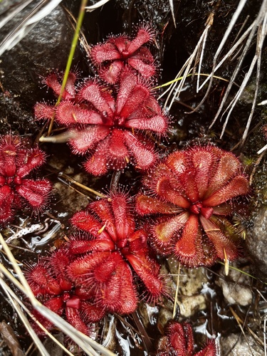 How to identify Drosera slackii Cheek