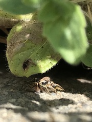 Habronattus klauseri