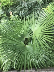 Trachycarpus