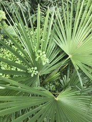 Trachycarpus