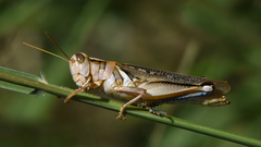 Melanoplus packardii