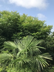 Trachycarpus