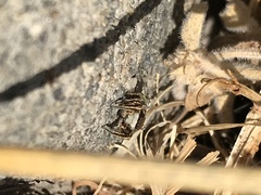 Habronattus klauseri