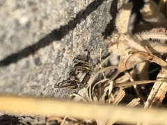 Habronattus klauseri