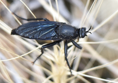 Ospriocerus aeacus