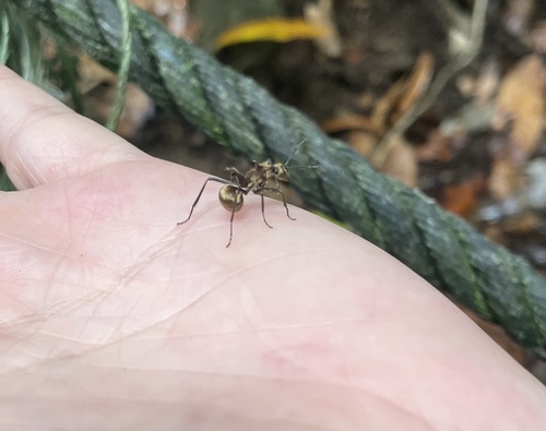 Polyrhachis ypsilon