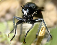 Ospriocerus aeacus