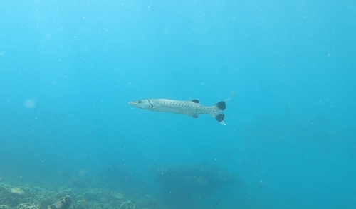 Great Barracuda