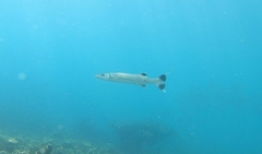 Great Barracuda