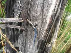 Plestiodon fasciatus