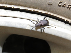 Prostenus
