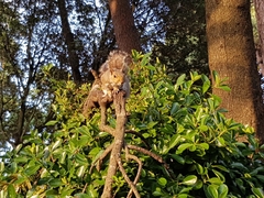 Sciurus carolinensis