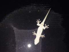 Gekko japonicus