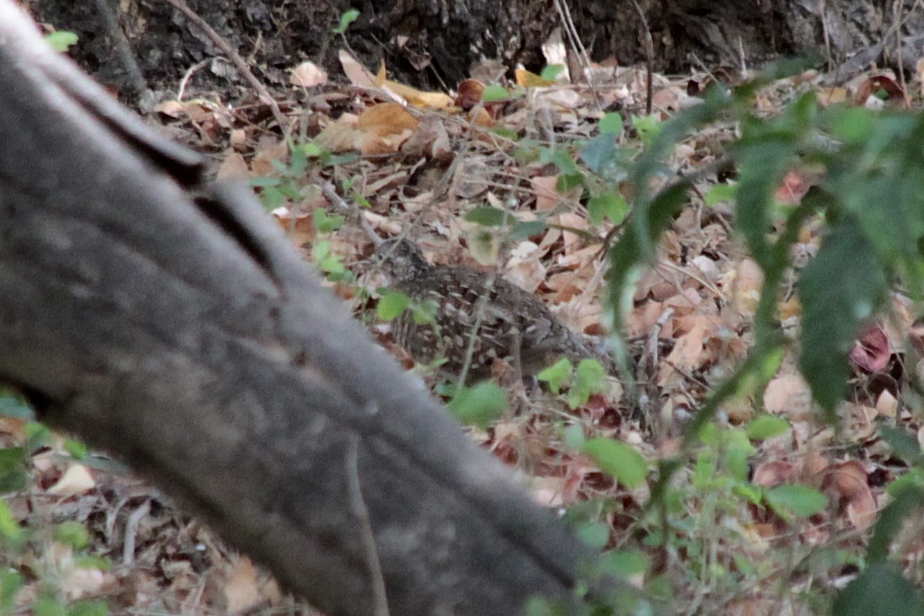 Madagascar Buttonquail (Turnix nigricollis), photo 1