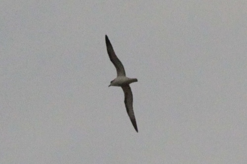 Barau's Petrel (Pterodroma baraui), photo 2