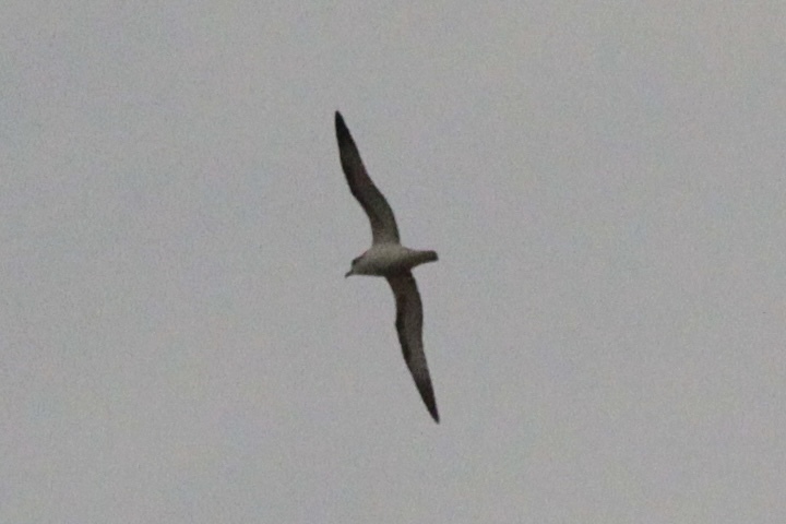 Barau's Petrel (Pterodroma baraui), photo 2