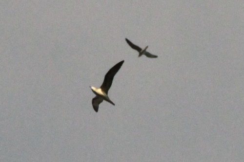 Barau's Petrel (Pterodroma baraui)