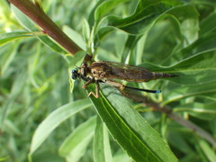 Machimus snowii