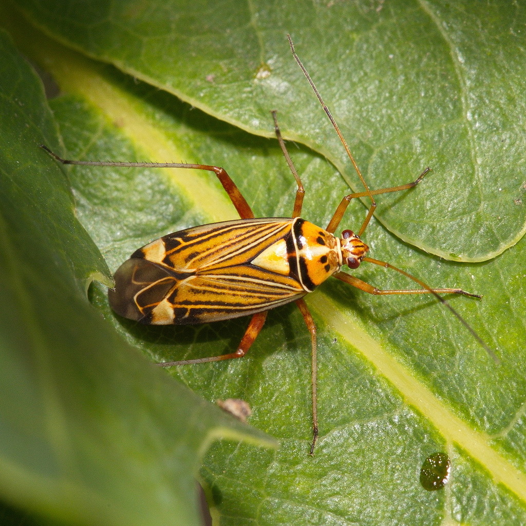 Striped Oak Bug