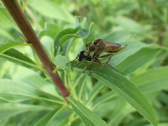 Machimus snowii