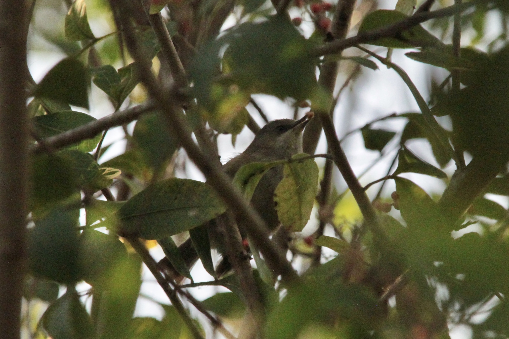 Reunion Grey White-eye (Zosterops borbonicus), photo 8