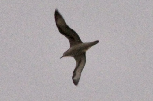 Barau's Petrel (Pterodroma baraui), photo 7