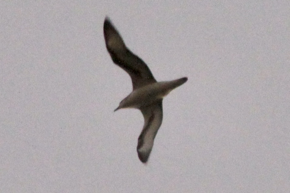 Barau's Petrel (Pterodroma baraui), photo 3