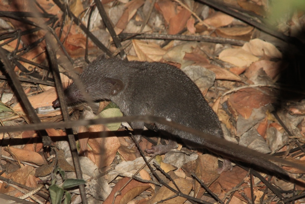 Asian House Shrew (Suncus murinus)