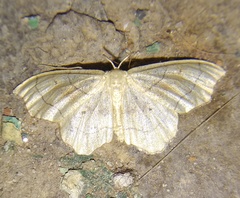 Idaea emarginata