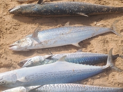 Streaked Spanish Mackerel photo 2
