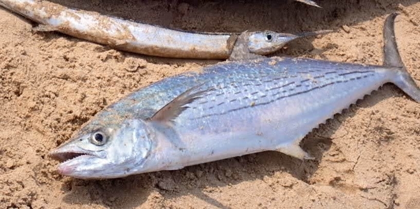 Streaked seerfish (Scomberomorus lineolatus) — Scombridae