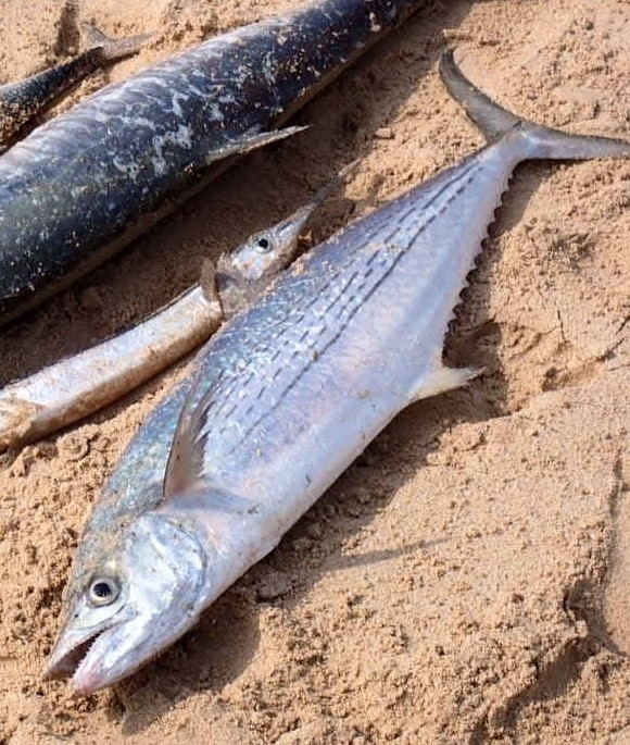 Streaked Spanish Mackerel