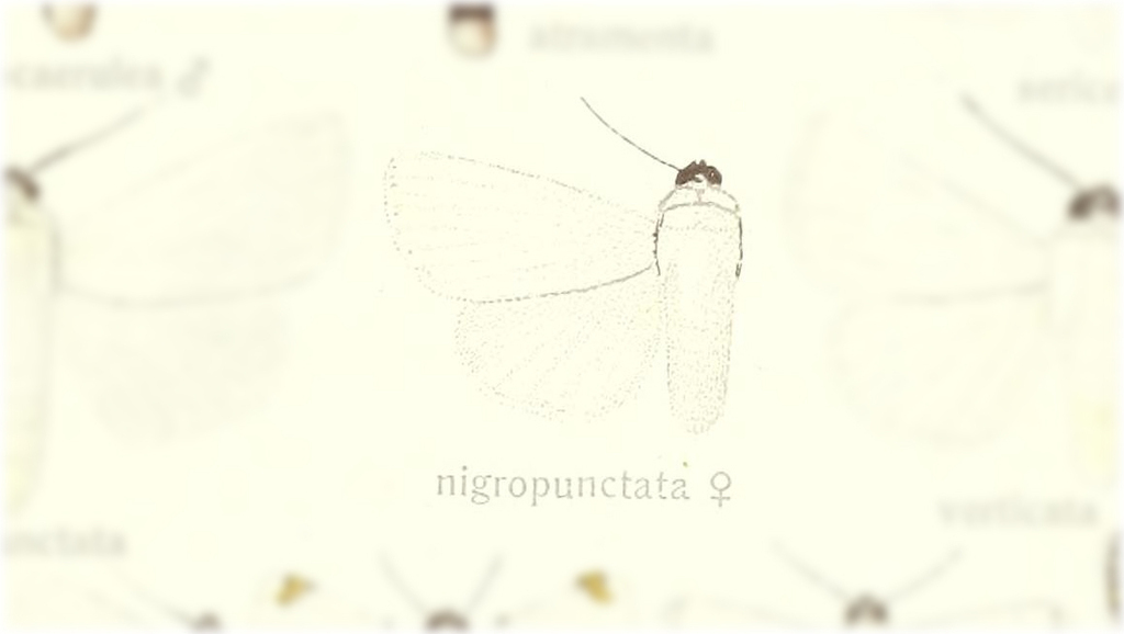 Chasmina nigropunctata