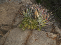 Ferocactus echidne victoriensis