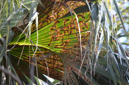 Palm Leaf Skeletonizer Moth photo 4