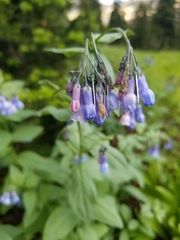 Mertensia oblongifolia