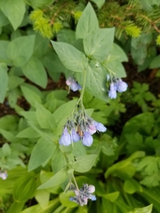 Mertensia oblongifolia