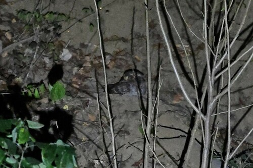 Buff-collared Nightjar (Antrostomus ridgwayi), photo 2