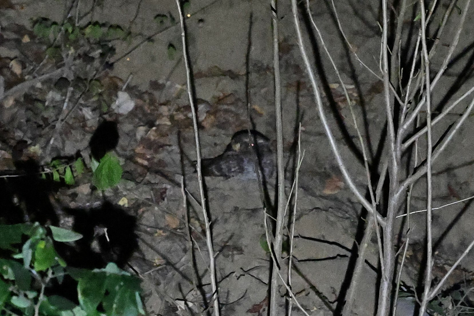 Buff-collared Nightjar (Antrostomus ridgwayi), photo 2