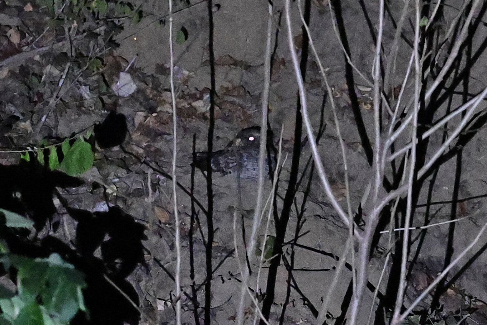 Buff-collared Nightjar (Antrostomus ridgwayi), photo 3